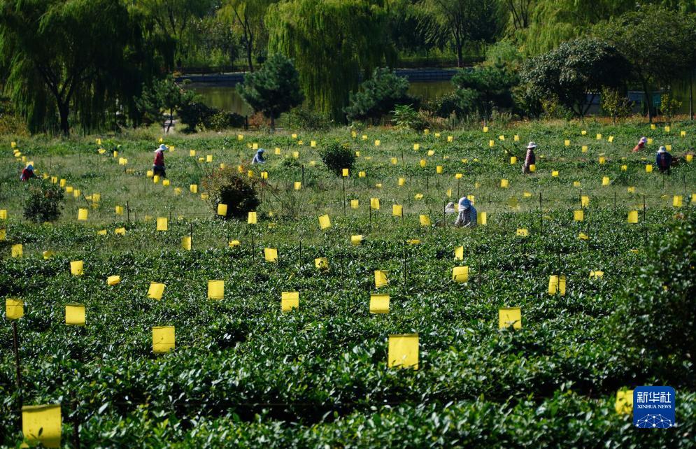 博悦网络检测